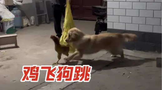 当家里来了四只鸡后，才是真正见识到什么叫鸡飞狗跳