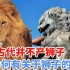 中国古代并不产狮子，为何喜欢在门口放一对石狮，其中有何奥妙？