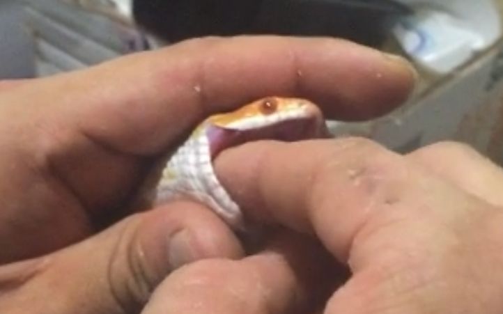 玉米蛇填食教程【2】成体篇(白化红)