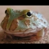 【青蛙和蟾蜍】嘴里发出了许多不可描述的声音：终极可爱搞笑视频合集 || Break Time【斑豆搬运】
