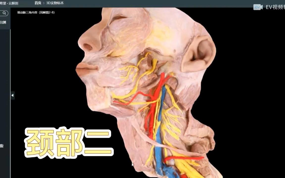 局部解剖学-颈部二合集（胸锁乳突肌区、颈根部、枕三角、锁骨上三角）