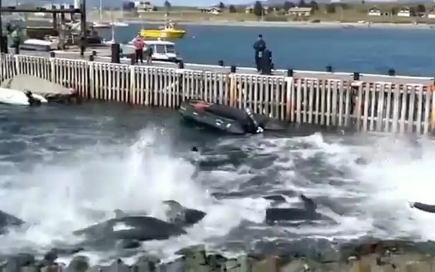 令人痛心的一幕！罕见目睹伪虎鲸群集体自杀，发疯一样冲向岸上！！