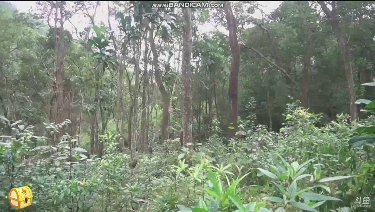 非看不可的悬疑野外生存电影