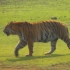 一只老死后实测270公斤的大虎，它巅峰期有多重？