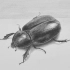 【美术小贴士】怎样用铅笔画一只3D甲虫 @柚子木字幕组