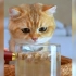 小猫咪不爱喝水怎么办？