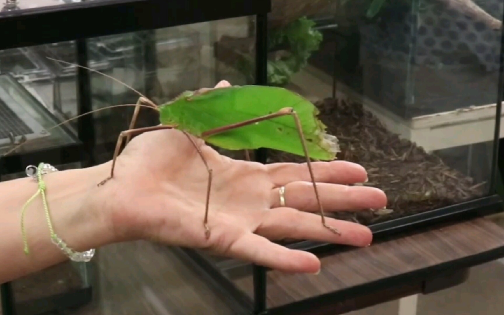 【YouTube】巨大的科氏蛛螽（Arachnacris corporalis）与手对比