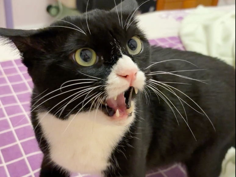 当我故意比奶牛猫声音大
