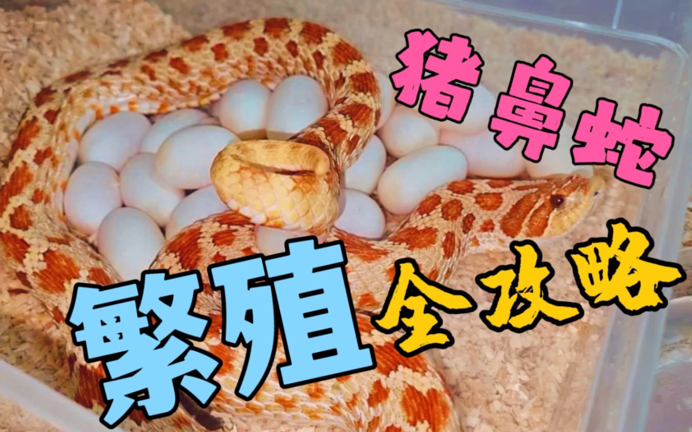 猪鼻蛇繁殖全攻略《猪鼻蛇详解-第5期》