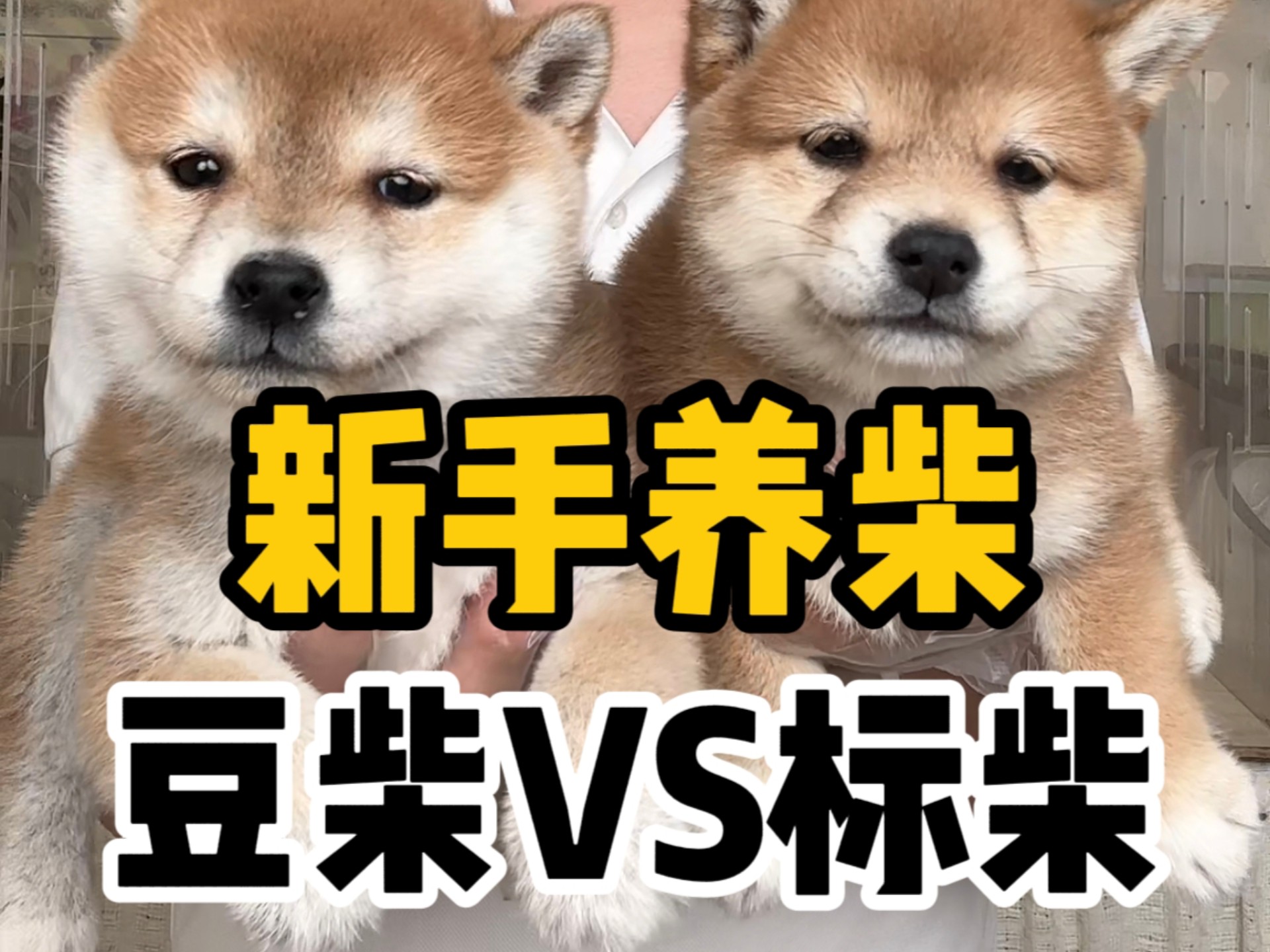 新手养柴豆柴vs标柴