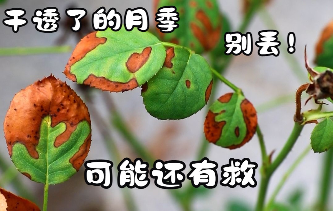 【天狼月季】干透了的月季，别丢！可能还有救