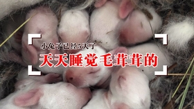 如何摸兔子不挣扎 1072e88a8d3104c94f68c91810a7c37e2c4223a8.jpg@280w_158h_1c_100q.jpg