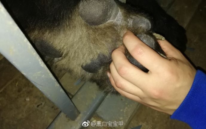 【大熊猫鹏鹏】黑白宝宝甲唐奶爸微博鹏鹏视频合集