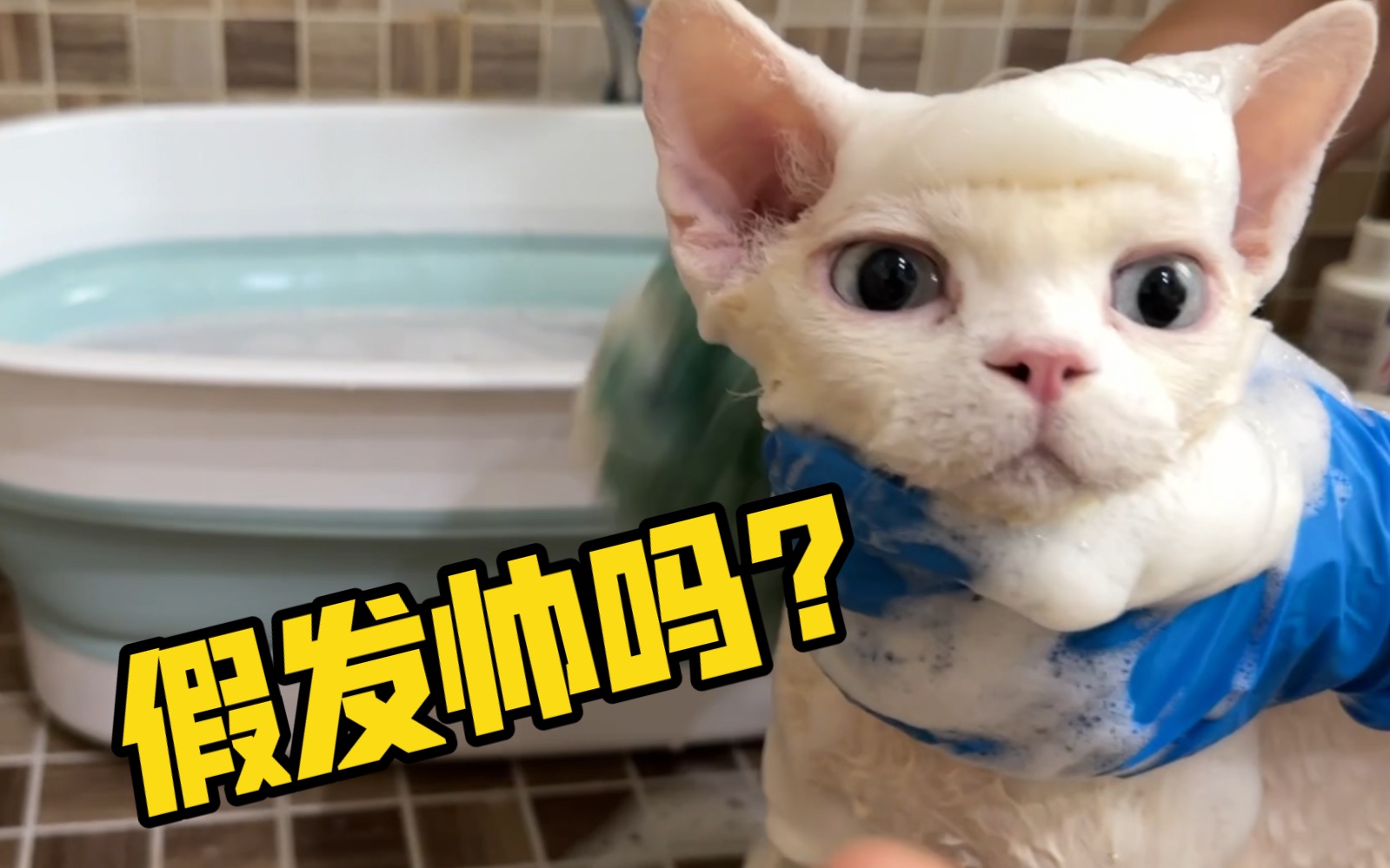 猫咪日常vlog 小德文憨憨•建国 洗澡记 阿孟的养猫日记 阿孟的养猫日记 哔哩哔哩视频