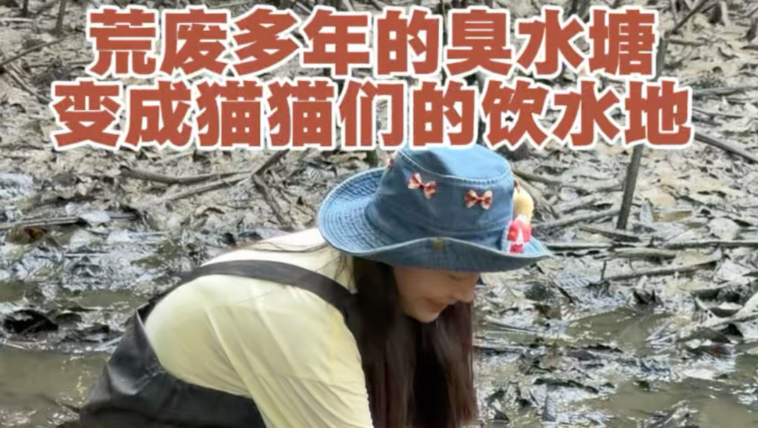 荒废多年的臭水塘变成猫猫们的饮水地
