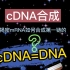 以mRNA为模板，是如何反转录成cDNA的，cDNA是否等同于DNA呢？