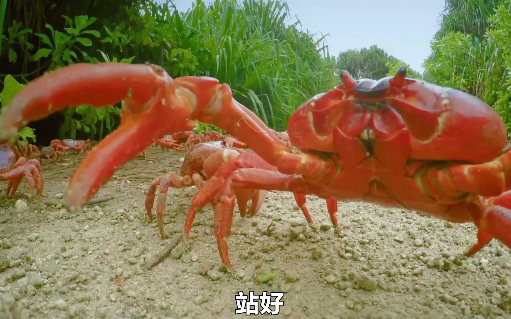 【荒野间谍】看看机器螃蟹是如何混进真正的螃蟹大家庭的！