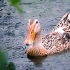 雨天，我在池塘边拍鸭鸭，超解压【治愈向】【4K】