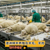 现代养殖业——澳洲绵羊养殖及羊毛、羊肉（老王讲糖系列视频