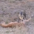 甩着肠子的羚羊战队大战野狗鬣狗，在两大掏肛帝的联手进攻下屹立不倒