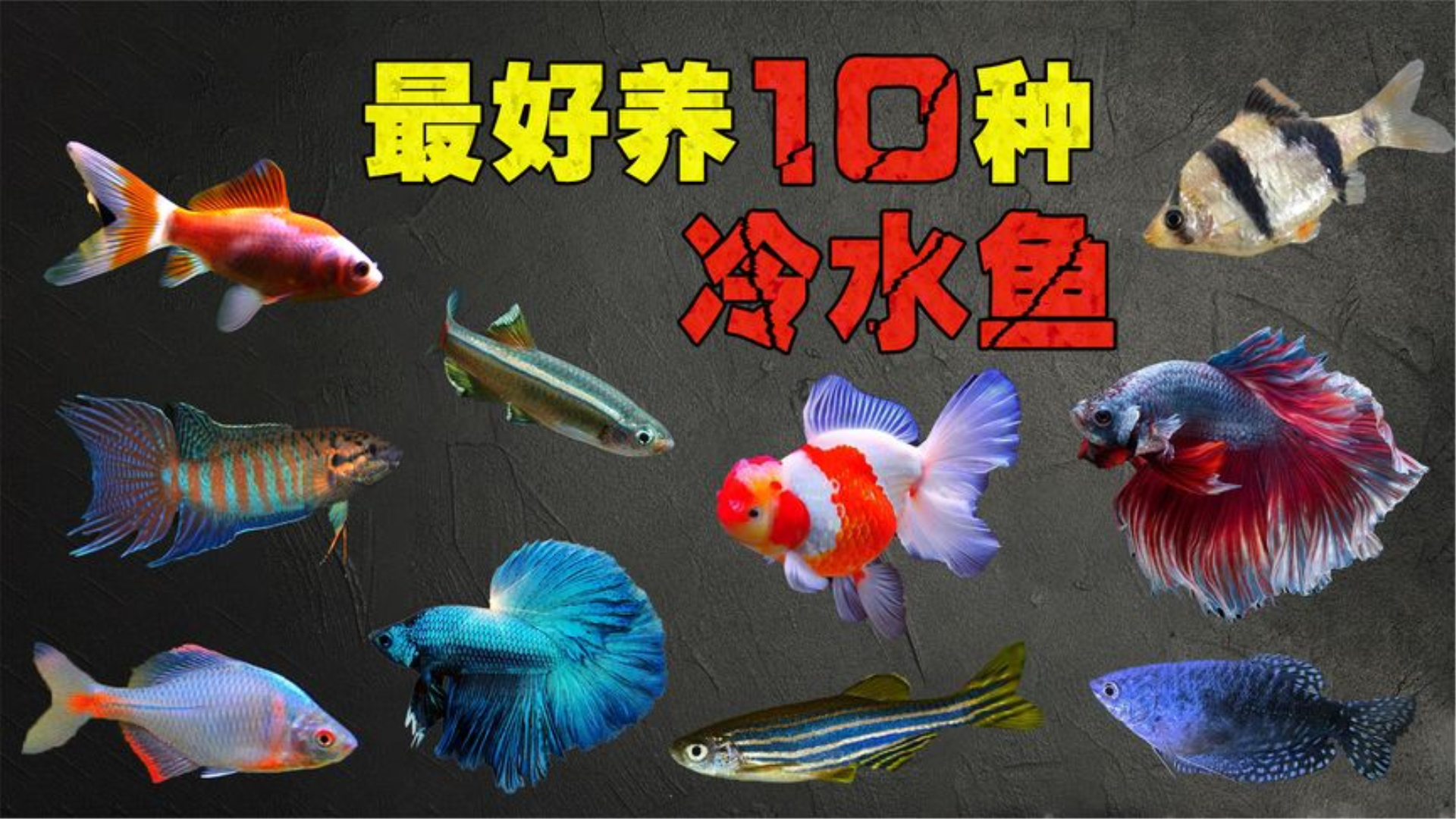 10种最好养的冷水鱼，皮实漂亮又便宜，适合养鱼新手