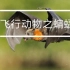 【纪录片】【蝙蝠】蝙蝠飞行研究