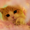 猫咪讨厌穿圣诞毛衣，连夜推翻圣诞树偷吃小鱼干，再也不想过圣诞节