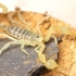 【蝎子】贝氏副尾戮蝎（Paruroctonus baergi）展示