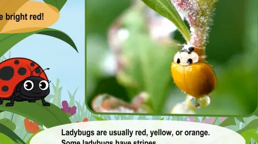  Discover the Best Ladybug Attracting Plants for Your Garden