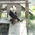 看了那么多此熊猫，第一次听到熊猫叫