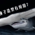 为什么锤头鲨的头长这样?真能像雷神之锤一样让它拥有狩猎“超能力”？