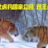 称霸虎豹公园多年的两只虎王：白山与独眼！
