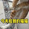 最近我是不是把自己逼的太紧了，差点忘了，捡猫一时爽，账单一看头了疼