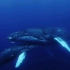 鲸舞鲸吟似求偶，可静心助眠