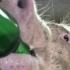 给猪喝酒会发生什么