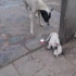 小白狗受伤倒在地下，母狗哭求路人帮忙，康复的奶狗成为大家宠儿