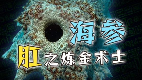 海参：我即是深渊