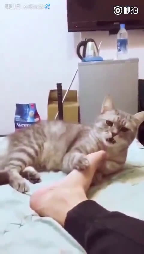 喵星人闻舔了主人的脚之后.