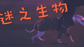 几个月会走 111ae8c7eabb3aa8dd4a701a9fdfc36a330f9796.jpg@280w_158h_1c_100q.jpg
