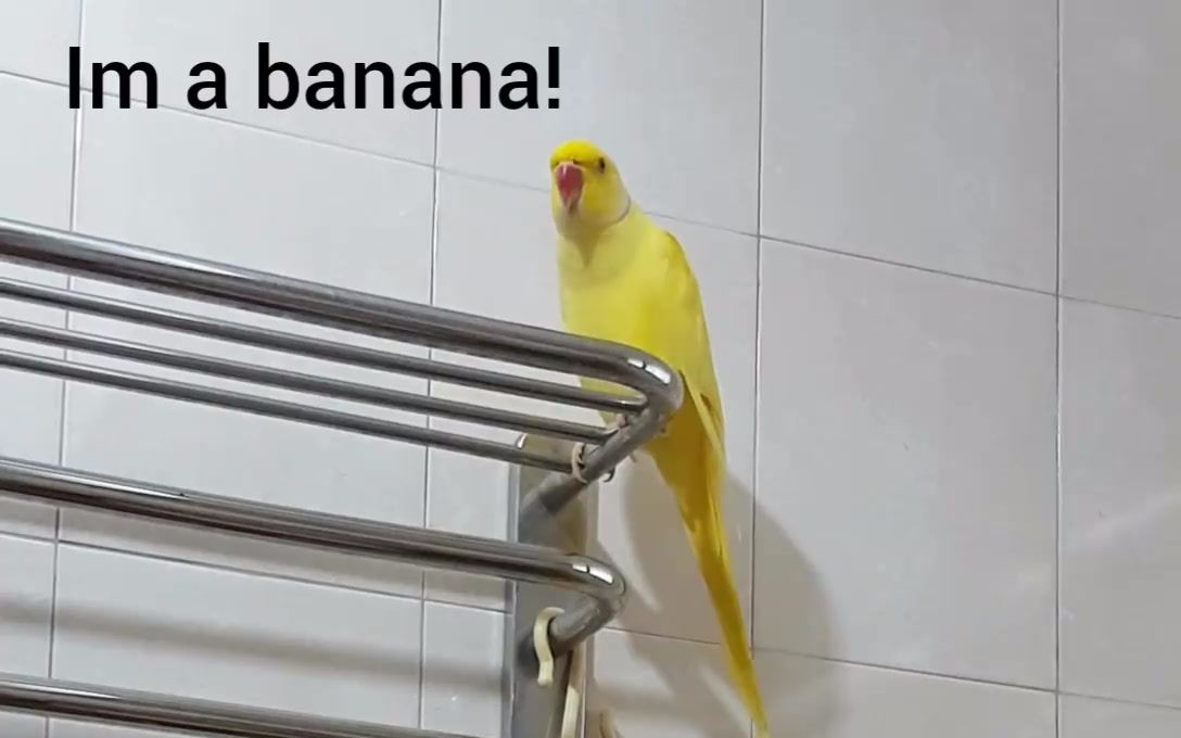 好啦，知道你是香蕉了