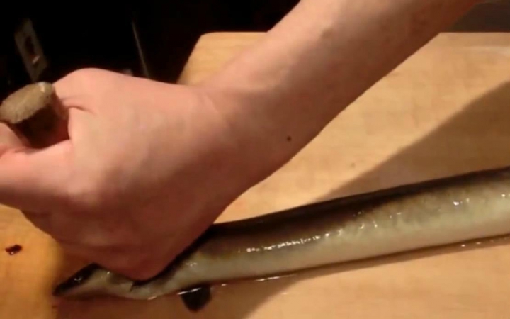 鳗类是日本料理中常见的鱼类,实际上日本人经常吃的鳗鱼并不完全一样