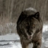凶残的狼群有貌似破坏性的力量，其实它们是黄石生态链的核心！