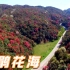 贵州毕节上百平方公里的杜鹃花怒放，太壮观了