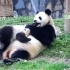 大熊猫妈妈带娃（被坑）日常，很暖，很萌，很温馨