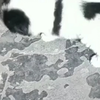 狗儿子