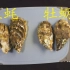 【生蚝】和【牡蛎】到底有什么区别？生蚝98元两斤，牡蛎10元两斤，两者的差距真的那么大？
