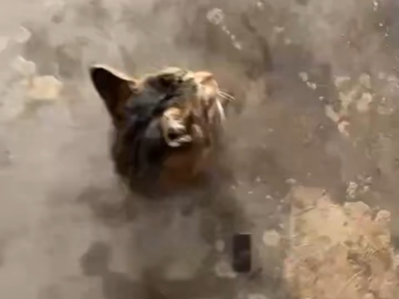 我是一个球，我不是哈基米