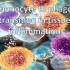 The monocyte to phagocyte transition in tissue inflammation