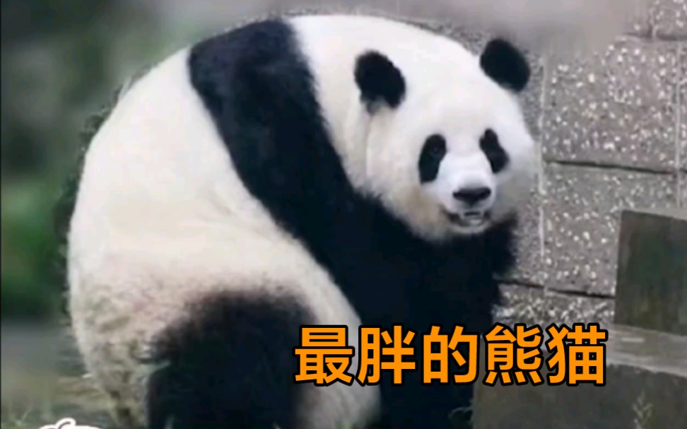 迄今为止见过最胖的一只熊猫