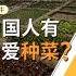 【阿牛】一个中国人每年吃掉半吨蔬菜，中国人是如何种菜的？
